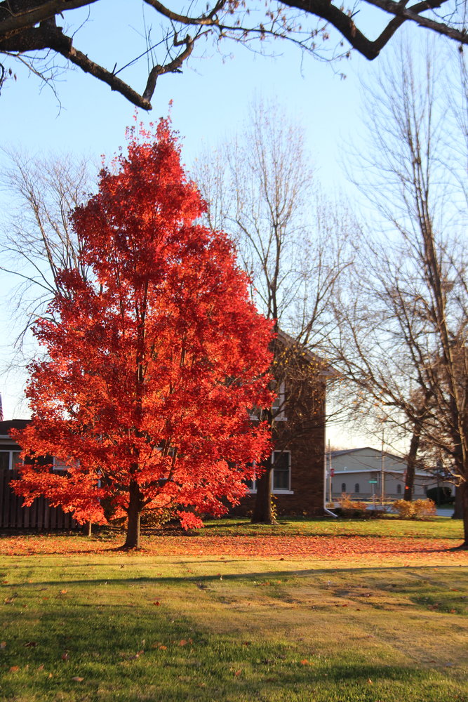 This vibrant tree in Vandalia was just one of many colorful trees in the area this fall. [Nathan Lilley]