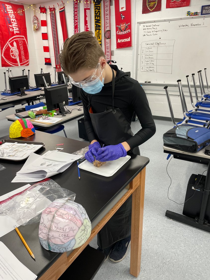 Montgomery County Middle School student Lucian Cowsert dissects a sheep brain in his medical detectives class, part of the Project Lead The Way program.