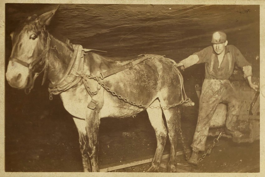 Mule and driver in mine shaft.
