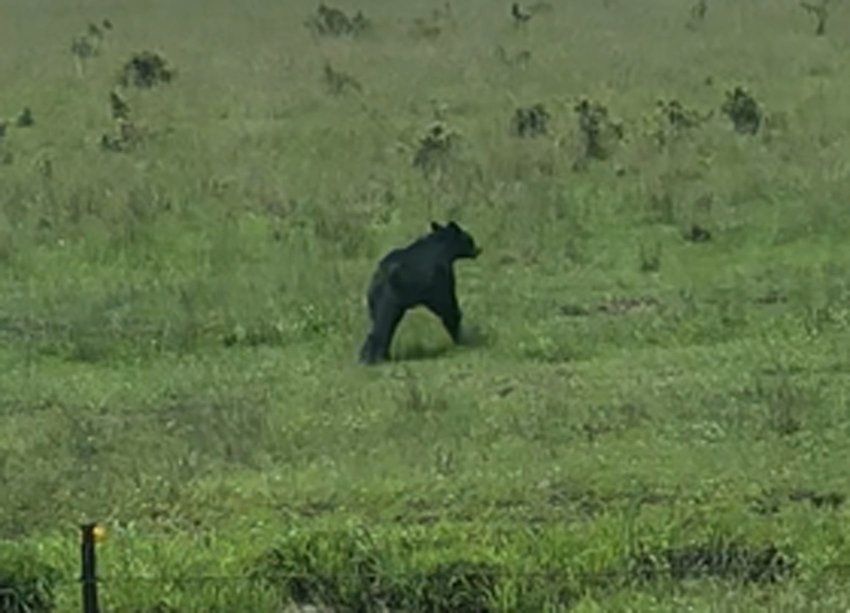 A black bear was spotted near the corner of East 540th Ave (Quincy) and South 260th Street just east of Pittsburg on Sunday afternoon.