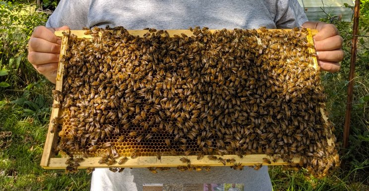 Bee hive frames, such as the one shown here, are an example of one kind of item that may be available for sale or trade at the Beekeeping Swap Meet this weekend at the Crawford County Historical Museum (bees not included).