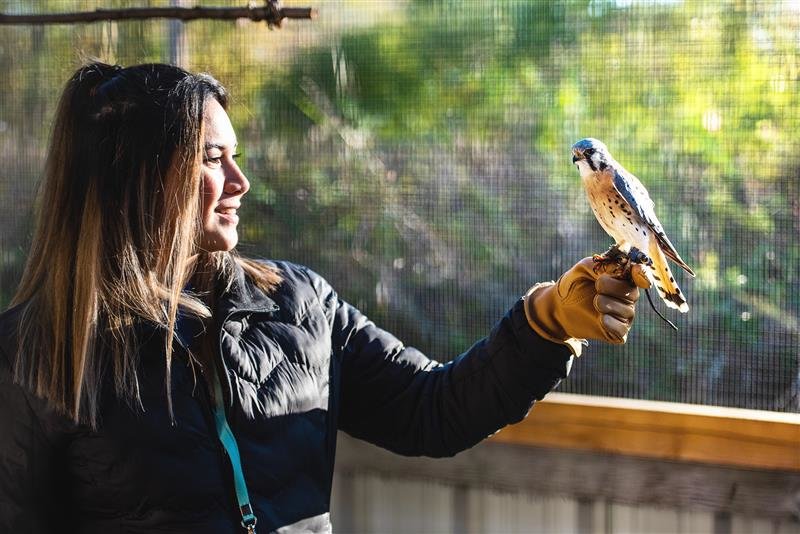 Gizelle Sisson, a senior majoring in biology, is senior keeper for Nature Reach and helps care for the raptors used in programming.