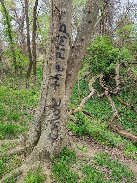 Tree at Pittsburg&rsquo;s 23rd Street Bike Park were recently defaced, with phrases such as &ldquo;Pimp,&rdquo; &ldquo;Hoe,&rdquo; and &ldquo;Chloe the pimp&rdquo; spray-painted on them.