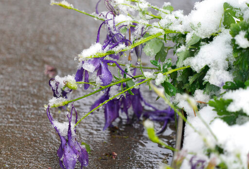 Snow covers columbines after a spring storm swept over the intermountain West and blanketed the region with up to two feet of snow Saturday, May 21, 2022, in Denver. The storm brought freezing temperatures and wet, heavy snow to a region that has been in severe drought for months. (AP Photo/David Zalubowski)