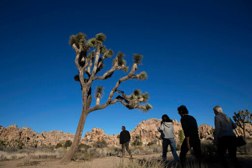 FILE - In this Jan. 10, 2019 photo, people visit Joshua Tree National Park in Southern California's Mojave Desert. The popular trail to the Fortynine Palms Oasis in Joshua Tree National Park has been temporarily closed so that bighorn sheep can have undisturbed access to the water. The National Park Service says the park is under extreme drought conditions and herds in the area are increasingly reliant on the oasis spring to survive the hot summer months. (AP Photo/Jae C. Hong,File)