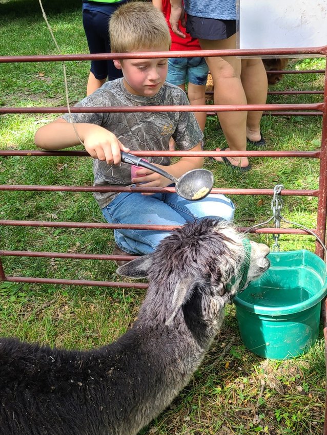 8-year-old Charley Dohle feeds a llama at a petting zoo hosted by the Pittsburg Public Library at Lincoln Park on Friday.
