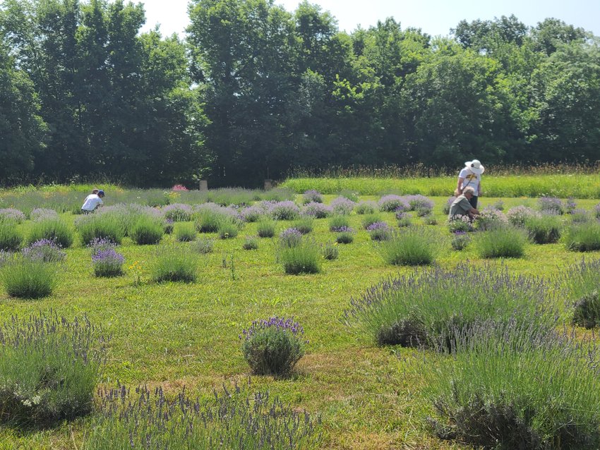 The Lavender Patch Farm hosts its annual Lavender Fest, which allows patrons to choose and cut their own lavender and participate in various activities,&nbsp;every year on the third Saturday in June.