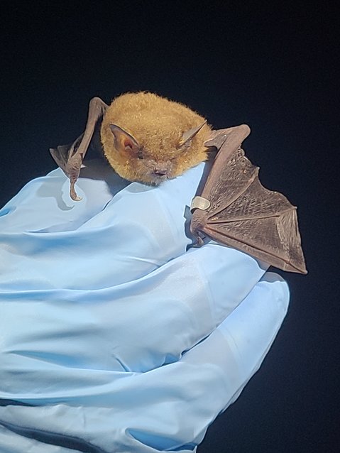 Graduate research assistant Haley Price was able to band a pregnant female gray bat with her team on Tuesday night.