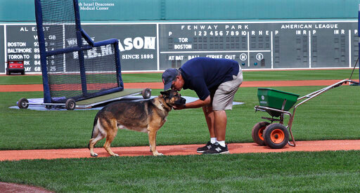 FILE - Boston Red Sox groundskeeper Dave Mellor bends over and kisses his service dog Drago while preparing the field for baseball practice at Fenway Park in Boston, Oct. 8, 2016. In 1995 Mellor, while working for the Milwaukee Brewers, was hit by a car that drove through a security gate and onto the stadium's field while sod was being replaced. A week ago, shortly after walking on the outfield grass before the Red Sox hosted Oakland, Drago had a stroke. Two days later, he died at age 10. (AP Photo/Charles Krupa, File)