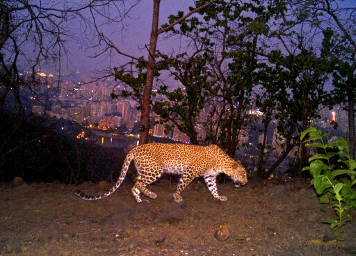 A leopard is seen walking across a ridge in Aarey colony near Sanjay Gandhi National Park overlooking Mumbai city, India, May, 12, 2018. Los Angeles and Mumbai, India are the world&rsquo;s only megacities of 10 million-plus where large felines breed, hunt and maintain territory within urban boundaries. Long-term studies in both cities have examined how the big cats prowl through their urban jungles, and how people can best live alongside them. ( Nikit Surve, Wildlife Conservation Society &ndash; India/ Sanjay Gandhi National Park via AP)