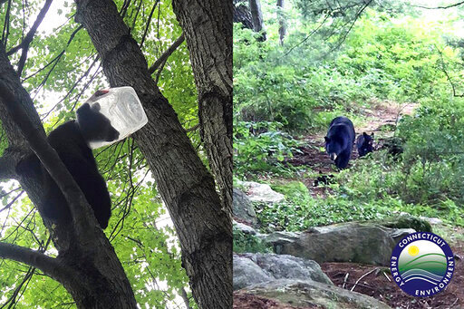 This photo combination, provided by the Connecticut Department of Energy and Environmental Protection - Wildlife Division, shows a bear cub with a plastic container stuck on its head, in Harwinton, Conn., Thursday, June 23, 2022. After waiting for the cub to come down from the tree, it was successfully tranquilized, and the container removed. Once freed, the cub and its mother were reunited, state wildlife officials said. (Connecticut Department of Energy and Environmental Protection - Wildlife Division via AP)