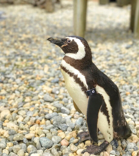 This undated photo released by the San Francisco Zoo &amp; Gardens, shows, a male Magellanic penguin, called Captain EO, at the zoo in San Fransisco. The oldest Magellanic penguin at the San Francisco Zoo &amp; Gardens &mdash; one of the oldest penguins living under human care anywhere in the world &mdash; died Wednesday, July 6, 2022, at the age of 40, the zoo reported.  The species' average life expectancy is 20 to 30 years. (San Francisco Zoo &amp; Garden via AP)