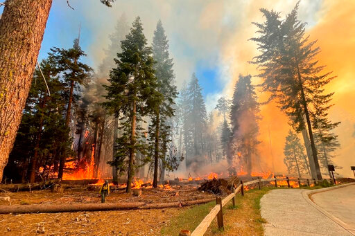 In this image provided by the National Park Service, a firefighter walks near the Mariposa Grove as the Washburn Fire burns in Yosemite National Park, Calif., Thursday, July 7, 2022. A portion of Yosemite National Park has been closed as a wildfire rages near a grove of California's famous giant sequoia trees, officials said. (National Park Service via AP)