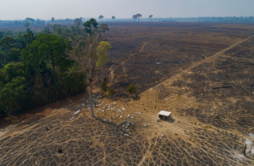 FILE - Cattle graze on land recently burned and deforested by cattle farmers near Novo Progresso, Para state, Brazil, on Aug. 23, 2020. Deforestation in the Brazilian Amazon broke all records for a six month period during the first half of 2022. The pattern in Brazil is that criminals seize public land with the expectation that the areas will be legalized for agriculture or cattle-raising in the future. (AP Photo/Andre Penner, File)