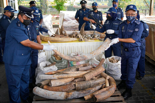 Customs Director-General Datuk Zazuli Johan, right, holds an elephant tusk during a news conference at Selangor Customs Office at North Port in Port Klang, Malaysia, Monday, July 18, 2022. Malaysian authorities said Monday they have seized a container of African elephant tusks, pangolin scales and other animal skulls and bones estimated to be worth 80 million ringgit ($18 million). (AP Photo/Vincent Thian)