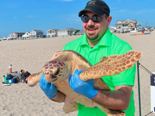 Bill Deerr, a leader of Sea Turtle Recovery, holds Titan, a rehabilitated turtle before releasing it back into the ocean in Point Pleasant Beach, N.J. on Aug. 2, 2022. Titan survived being gashed by a boat propeller, having part of a flipper bitten off by a shark, and was being attacked by a different shark when two fishermen intervened and saved him. (AP Photo/Wayne Parry)