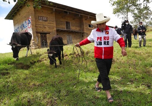 FILE - Then presidential candidate Pedro Castillo leads his cows for feeding as journalists follow, in Chugur, Peru, April 15, 2021. Castillo&rsquo;s election in 2021 brought hopes for change in Peru&rsquo;s unstable and corrupt political system, but the impoverished rural teacher and political neophyte has found himself engulfed in impeachment votes and corruption allegations. (AP Photo/Martin Mejia, File)