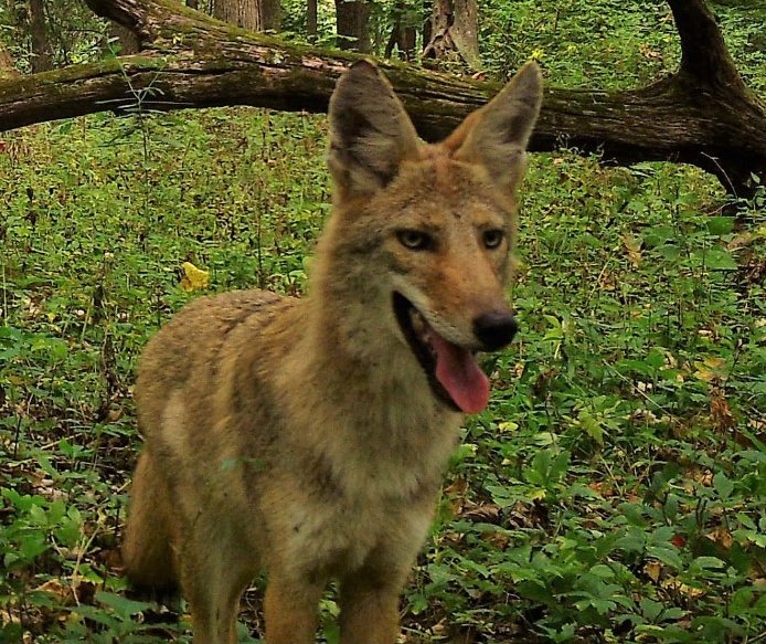 Wildlife caught on camera during the last field season of the Snapshot USA project at Pittsburg State University included a coyote.