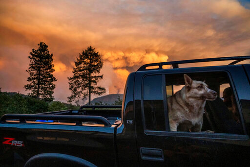A dog rides through the Foresthill community in Placer County, Calif., as the Mosquito Fire burns on Thursday, Sept. 8, 2022. (AP Photo/Noah Berger)