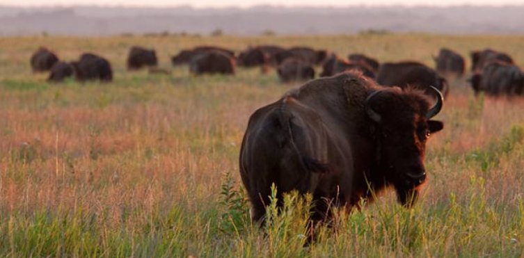 The Prairie Jubilee will feature guided trailer rides in Prairie State Park for attendees to view the bison on Saturday.