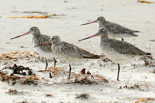 Bar-tailed godwits stand on the beach at Marion Bay in Australia's Tasmania state on Feb. 17, 2018. A young bar-tailed godwit appears to have set a non-stop distance record for migratory birds by flying at least 13,560 kilometers (8,435 miles) from Alaska to the Australian state of Tasmania, a bird expert said Friday, Oct. 28, 2022. (Eric Woehler via AP)