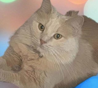 Tofu won Best Adult Cat and Best in Show for the SEK Humane Society&rsquo;s Virtual Cat Show.