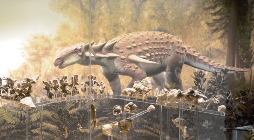 While most of Kansas was covered by a shallow sea 110 million years ago, dense forests along the eastern coast were home to the dinosaur Silvisaurus. This exhibit highlights Silvisauruscondrayi, the most complete armored dinosaur that has been found in Kansas and features touchable casts and fossils, and a life-size illustration.