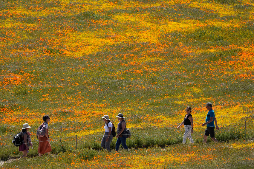 Visitors walk on a pathway amid fields of blooming flowers at the Antelope Valley California Poppy Reserve, Monday, April 10, 2023, in Lancaster, Calif. (AP Photo/Marcio Jose Sanchez)