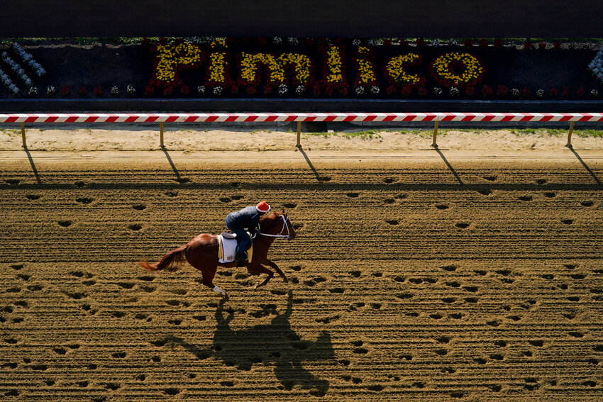 Kentucky Derby winner Mage works out ahead of the 148th running of the Preakness Stakes horse race at Pimlico Race Course, Thursday, May 18, 2023, in Baltimore. (AP Photo/Julio Cortez)