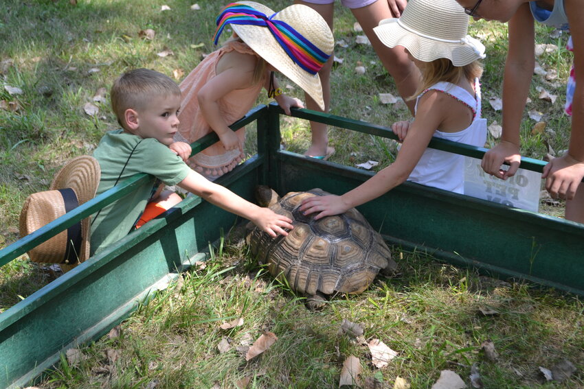 Rosie, a 20-year-old tortoise tries to escape the attention of Wacky Wednesday goers at the Crawford County Historical Museum.