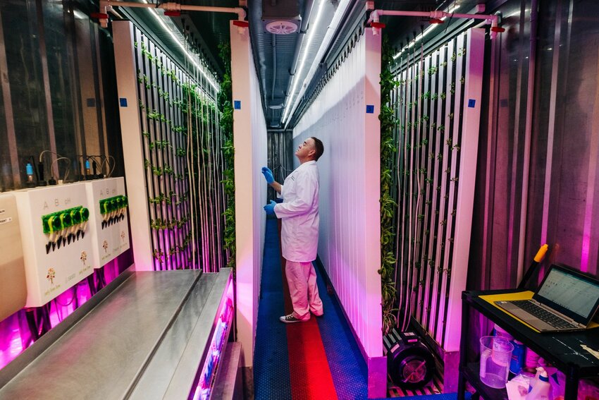 An employee with Leafy Green Farms pulls down a grow tower inside a hydroponic farm to harvest the produce.