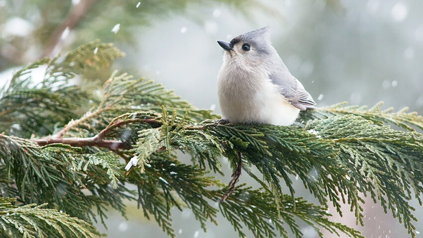 Tufted Titmouse.