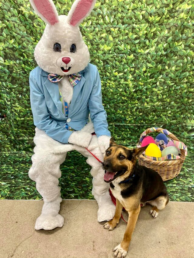 Over the weekend, the SEK Animal Advocates, a local foster-based rescue organization, hosted two photo taking events in Pittsburg at Petsense and Fort Scott at Liberty Theatre, offering photo packages for area residents and their animals pictured alongside the Easter Bunny. The SEK Animal Advocates are also offered a &ldquo;Paint and Sip&rdquo; class from 1 to 4 p.m. on Saturday at 503 E. Washington St. in Arma.