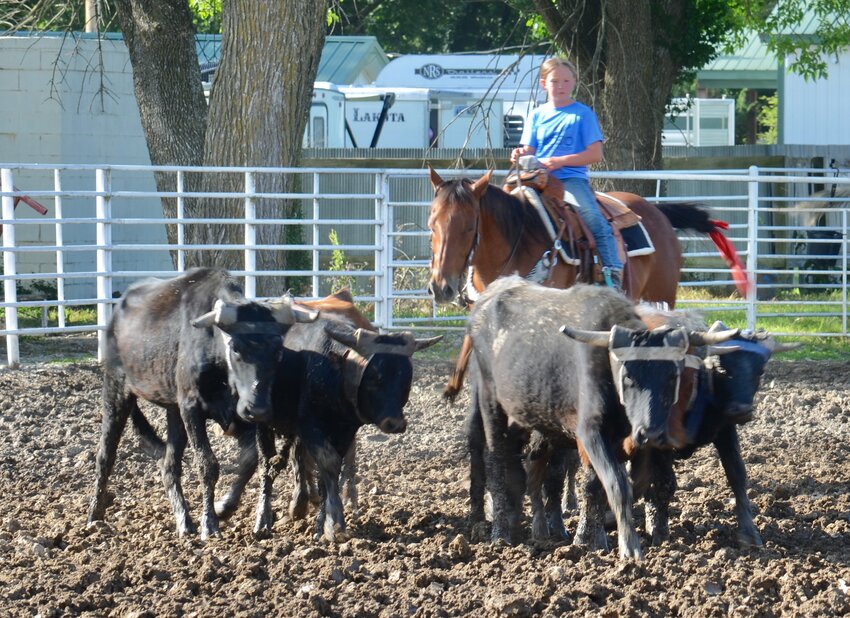 An event worker at Thursday&rsquo;s Rodeo Bible Camp herds a group of cattle into the pen prior to the start of the rodeo at Bill Peak Arena located within the Crawford County Fairgrounds.