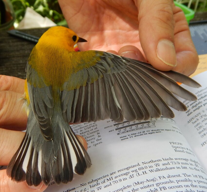 A surprisingly calm male prothonotary warbler is gently measured and weighed before being released.