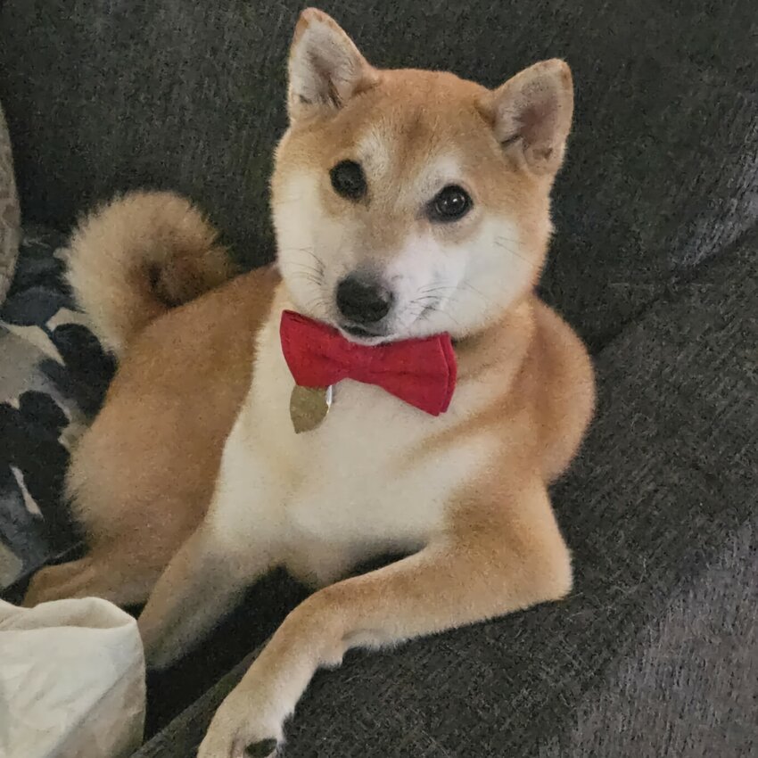 Sukoshi Kitsune, the World&rsquo;s Most Interesting Pup.