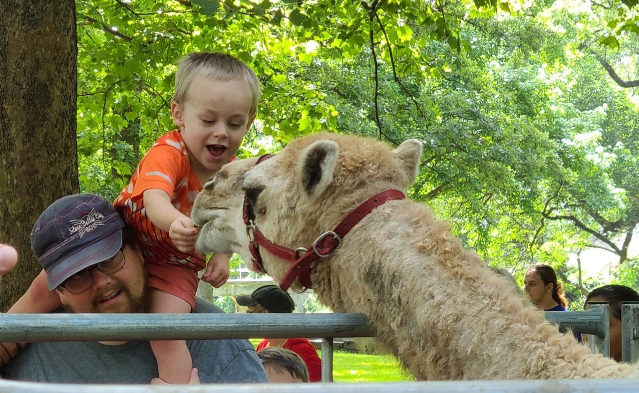 A local boy feeds a leaf to a camel at the Pittsburg Public Library’s petting zoo event on Friday.