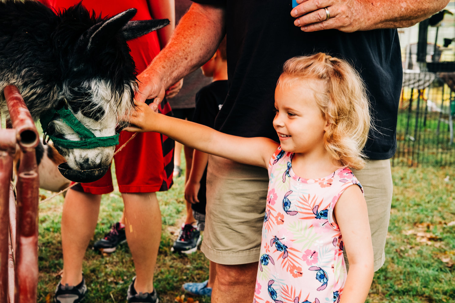 Evie Pyle, 4, feeds a petting zoo alpaca at Lincoln Park during the Little Balkans Days Celebration on Saturday.