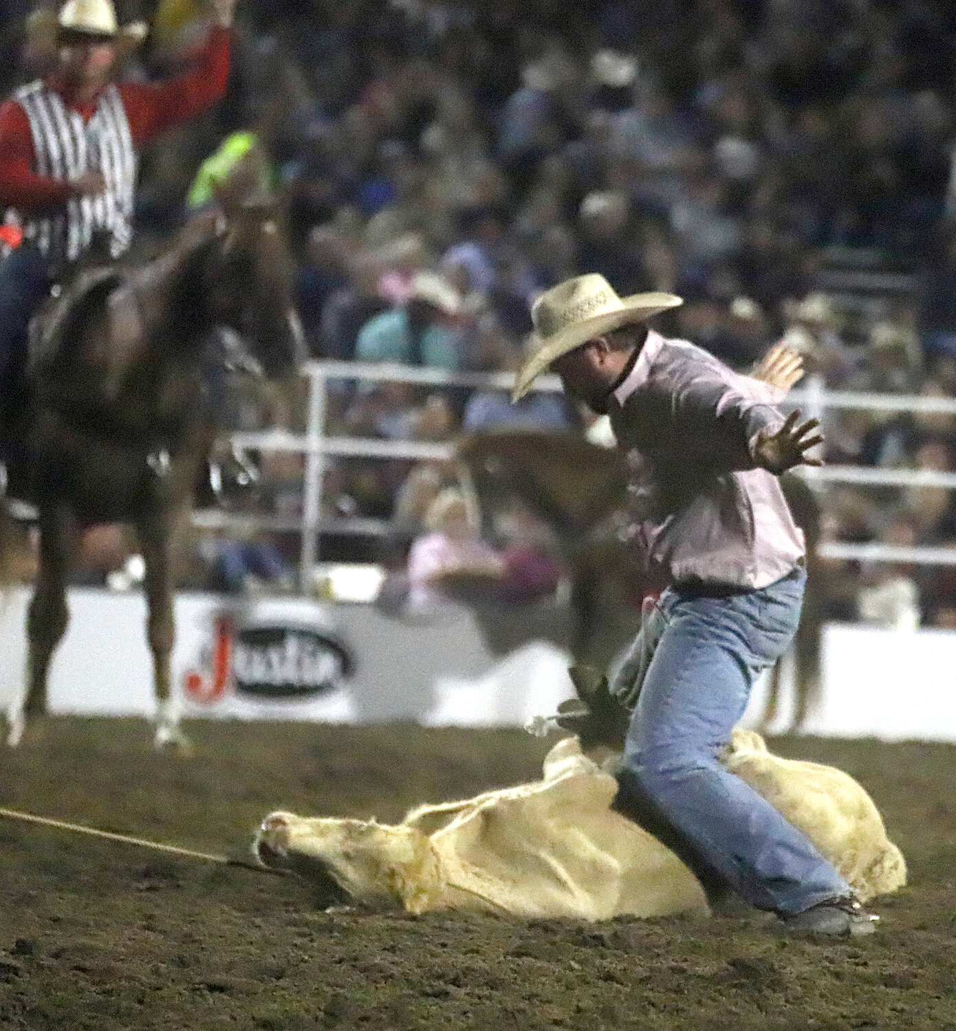 Calf-tiedowns have been part of the roping contests at the Tri-State Rodeo since its inception. Here, a cowboy clears his hands after wrapping up his animal.