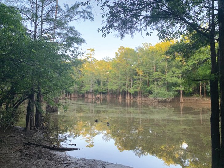 This scene was taken by cell phone on the banks of Franklin Lake in Hardin County. If you have a picture of a beautiful scene that you have taken in Hardin County send it to editor@silsbeebee.com and we will attempt to use it when space allows.