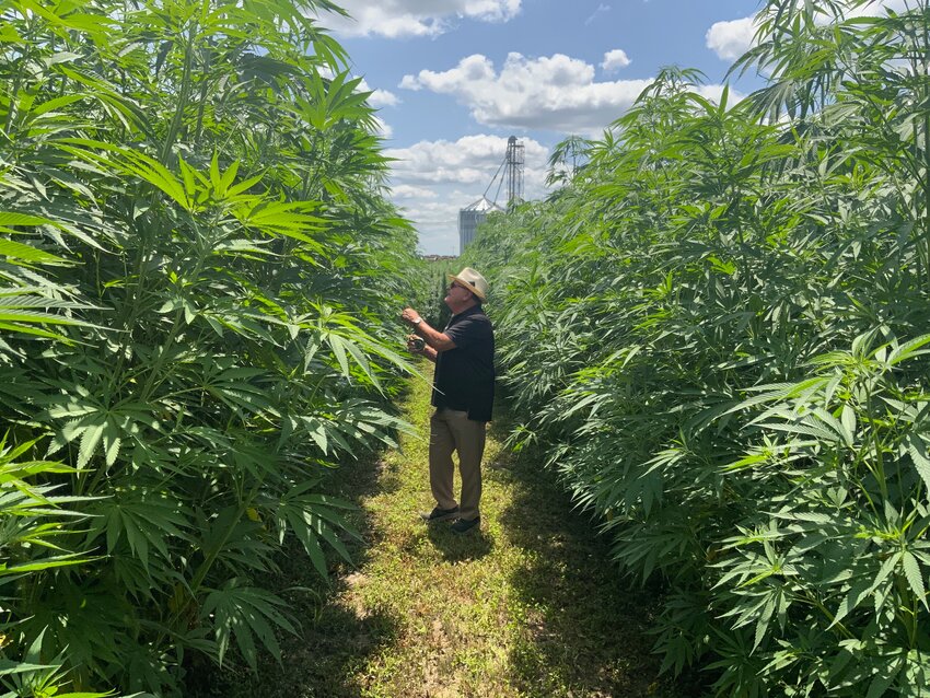 Bill Cook inspects a test field of hemp at his farm near Garden City. Cook and his granddaughter, Daphne, are encouraging the state to further develop hemp as a viable crop.