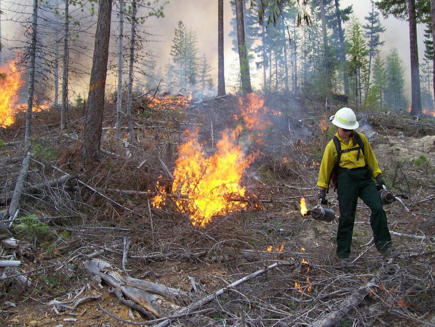 A firefighter ignites dry woody debris in an underburn on the Naches Ranger District in 2006.