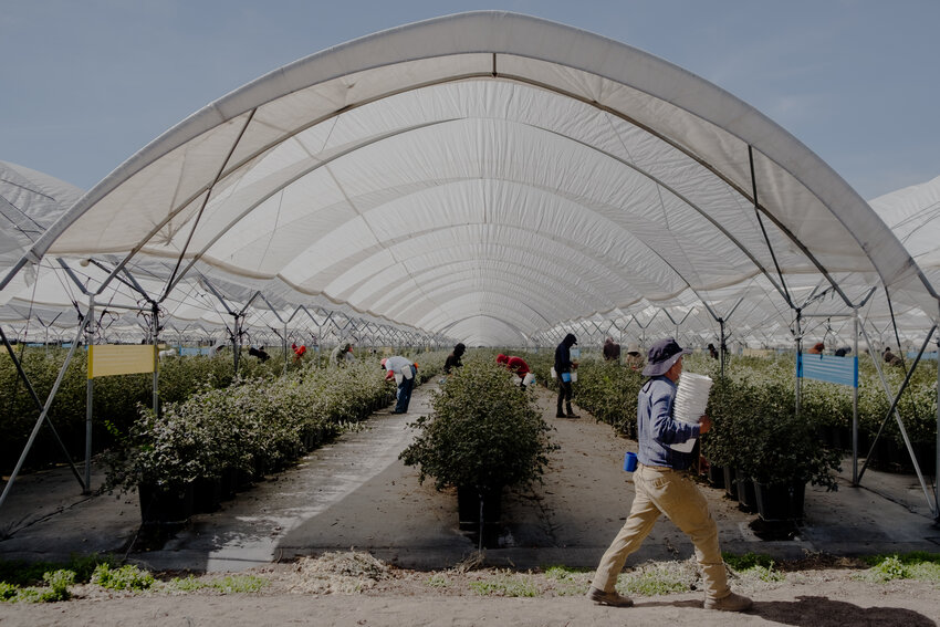 Workers pick blueberries in greenhouses of the Agrovision firm in San Isidro Mazatepec in Jalisco.