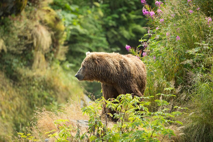 The National Park Service and U.S. Fish & Wildlife Service plan to actively restore Grizzly Bears to the North Cascades ecosystem after decades of absence. The decision aims to re-establish a thriving grizzly bear population, with the translocation of three to seven bears per year from other regions, ultimately enhancing the biodiversity and ecological balance of the area.
