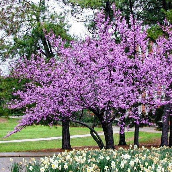Forest Pansey Redbud is an eye-catching deciduous flowering tree.