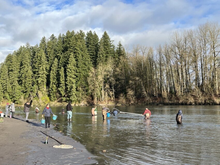 People dip for smelt on the Cowlitz River near Castle Rock, WA during the 2024 recreational smelt fishery.