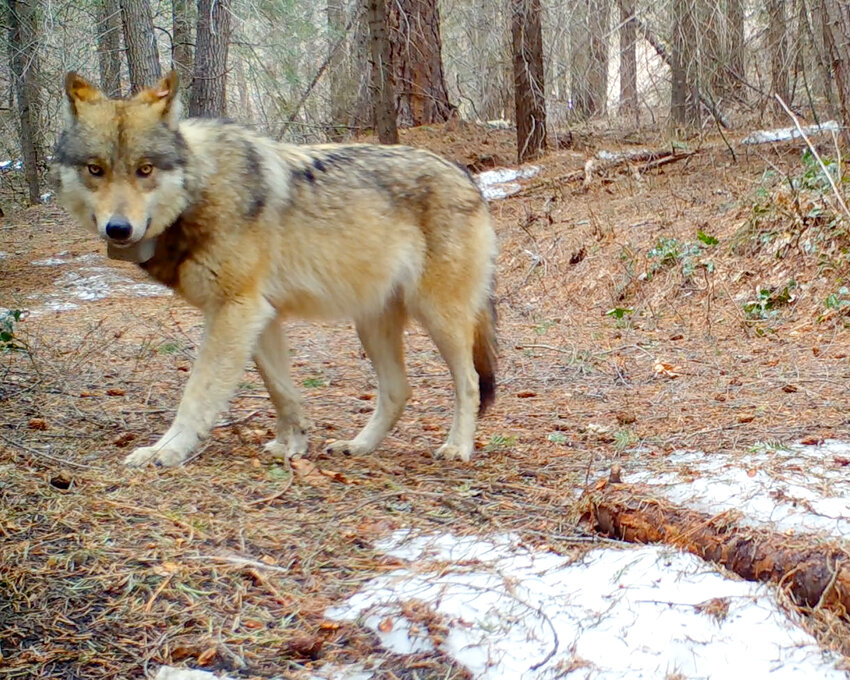 The cameras caught some of the first footage of the return of wolves in the Upper Valley.