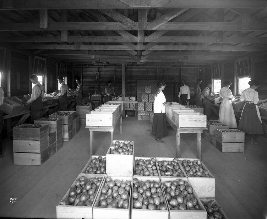 A picture of men and women sorting, wrapping, and packing pears by famed Pacific Northwest photographer Asahel Curtis.