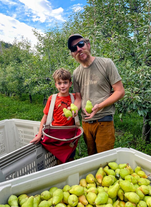 Glade Brosi and his son Wendell harvesting Bartlett pears from their Leavenworth orchard, which Brosi and his wife, Andrea, bought last year.