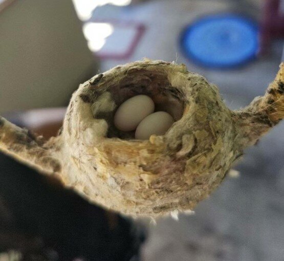 Two tiny beaks pointed roof-ward await their next meal.